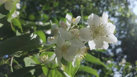 Close-up of white petals of Mock Orange flowers sunlight illuminated at Video stock 335908316
