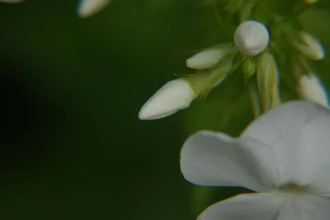 Close up of White Phlox buds Stock Photos