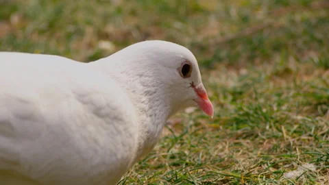 Close-up White Pigeon Head Profile on Green Grass Stockbeeldmateriaal 334835747