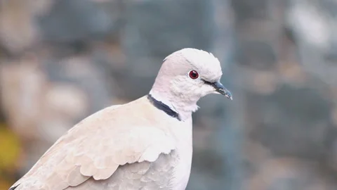 Close up of white pigeon in slow motion 250fps Video stock 152733142