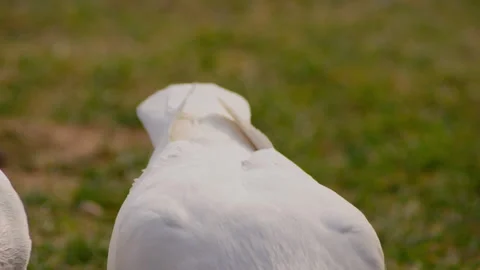 Close-up of White Pigeons Standing on Green Grass Field Vidéo 334835206