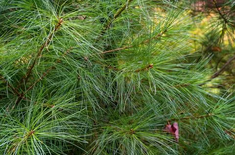 Close-up of white pine needles with copy-space pinus strobus Stock Photos