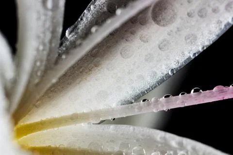 Close up of white plant with black background and water droplets. Stock Photos