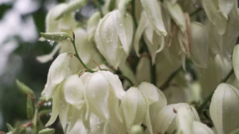 Close-up of white plant buds with small drops of water in a flower garden 스톡 동영상 219283929