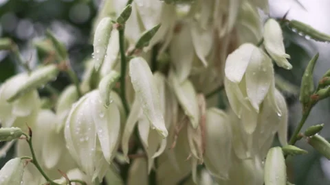 Close-up of white plant buds with small drops of water in a flower garden Video stock 219283945