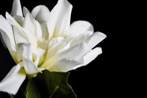 Close up white plastic flower Fotos Stock