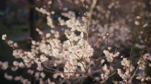 Close-Up of White Plum Blossoms at Atami Baien Plum Garden, Japan Stock Footage 345999029