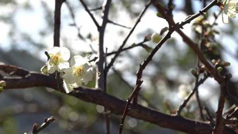 Close-up of white plum blossoms on a tree branch in sunlight Stock Footage 345995417