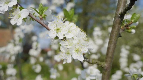 Close-up of white plum tree blossoms in spring Stock Footage 89233243