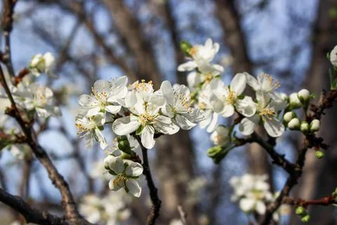 Close-up of white plum tree branches blossom in spring Stock Photos