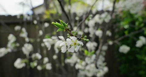 Close-Up of White Plum Tree Flowers Blooming Against a Wooden Fence Stock Footage 321199467