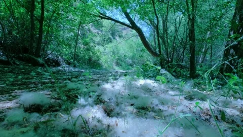 Close up of a white poplar fluff with seeds which covers forest ground. Stock Footage 205932110