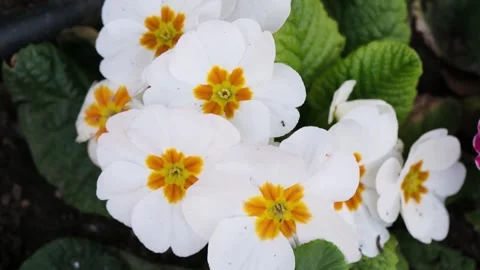 A Close-Up of a White Primrose Flower Stock Footage 277532023