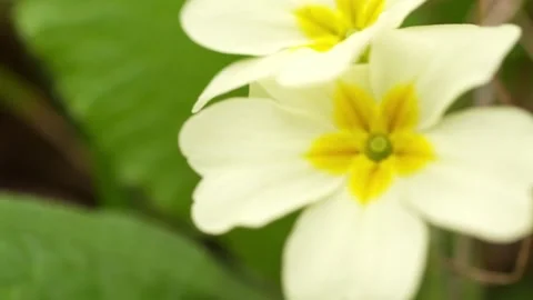 Close-up of white primrose flower with yellow center. Stock Footage 288830654