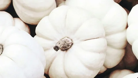 Close up of white pumpkins. Autumn, fall background. Halloween design. Harvest Video stock 96082690