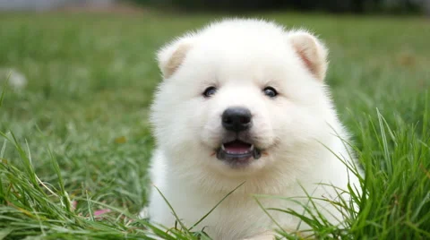 Close up of white puppy lying on green grass Stock Footage 63476564