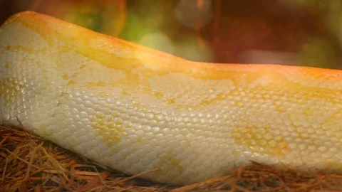 Close up white python  in Chiangmai Thailand 스톡 동영상 100311330