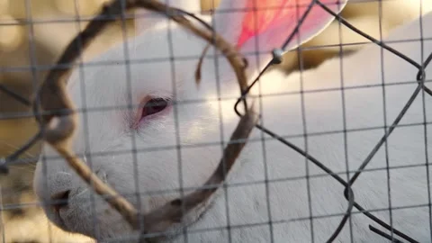 Close up of a white rabbit behind a wire fence, focusing on its eye and soft fur Stock Footage 327537060