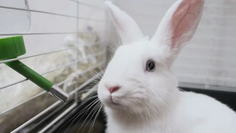 Close-up of a white rabbit with blue eyes in a cage drinks water from a drinker Stock Footage 191942127