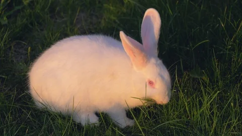 Close Up Of White Rabbit Eating Grass On Green Lawn In Meadow Stock Footage 99440566