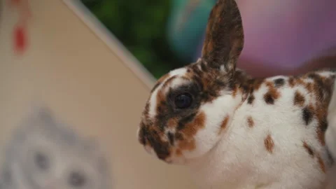 Close up White rabbit on green grass, Little white bunny. easter concept. Stock Footage 196180469