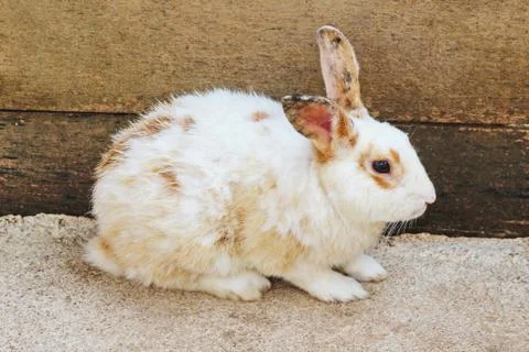 Close Up A White Rabbit Stock Photos