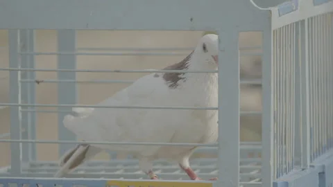 Close Up White Racing Pigeon Inside Traditional Coop 10bit slog3 Stock Footage 346013772