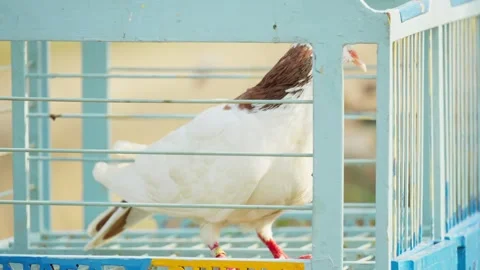 Close Up White Racing Pigeon Inside Traditional Coop Stock Footage 346014306