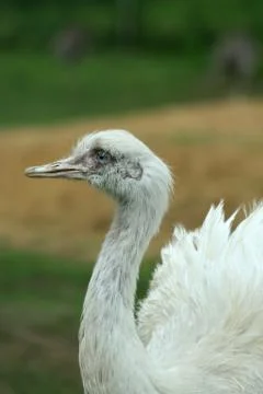 Close up of a white rhea Stock Photos