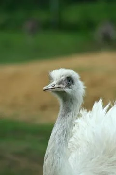 Close up of a white rhea Stock Photos