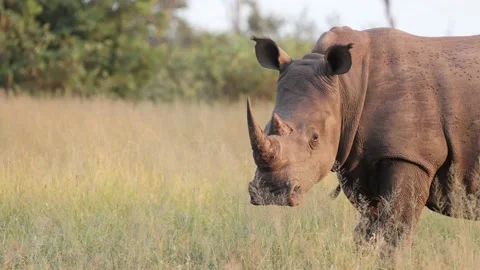 rhinoceros 5 stock