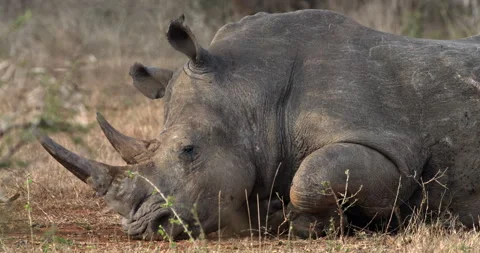 A close-up of a white rhino sleeping. Stock Footage 241671790