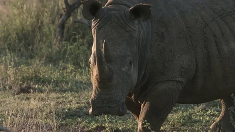 Close up of white rhino's face looking straight ahead and to the side. Stock Footage 77336180