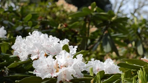Close up of white rhododendron flower with flying bee trembling on the wind Stock Footage 89226734