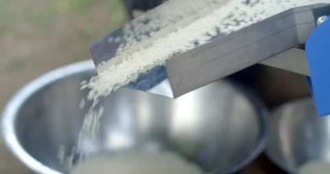 Close up white rice that has gone through the milling process is flowing down. Stock Footage 283484424