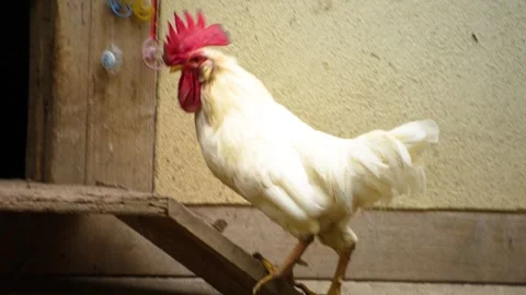 Close up of a  white rooster Stock Footage 289474428