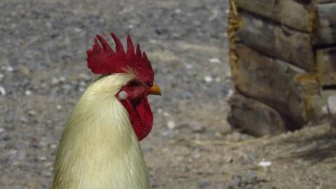 Close-Up of a White Rooster Stock Photos