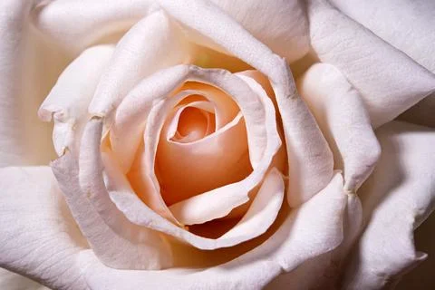 Close-up of a white rose background Foto stock