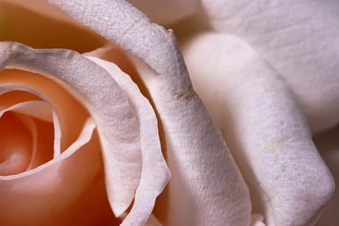Close-up of a white rose background Foto stock