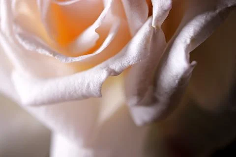 Close-up of a white rose background Foto stock