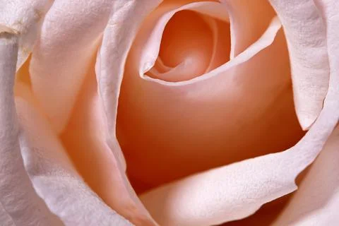 Close-up of a white rose background Foto stock