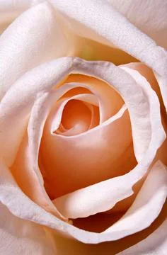 Close-up of a white rose background Foto stock