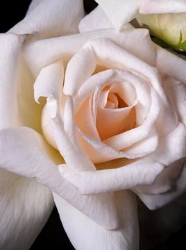 Close-up of a white rose background Foto stock