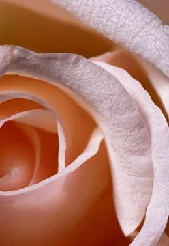 Close-up of a white rose background Foto stock