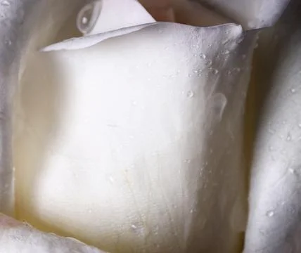 Close-up of a white rose background Foto stock