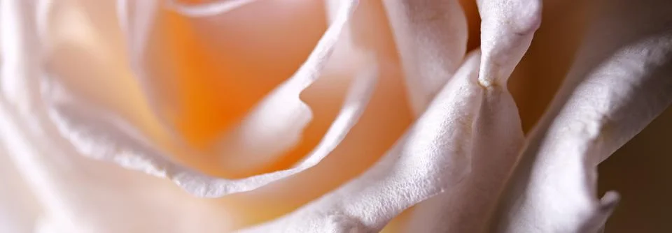 Close-up of a white rose background Foto stock