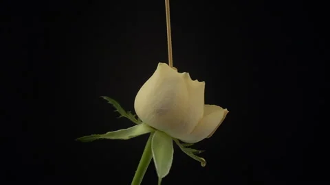 Close up of white rose on a black background in slow motion. Foundation make up Stock Footage 106316357