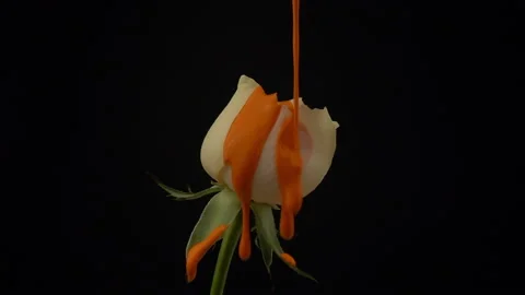 Close up of white rose on a black background in slow motion. Orange paint fallin Stock Footage 106316385