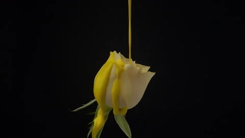 Close up of white rose on a black background in slow motion. Yellow paint fallin Stock Footage 106316414