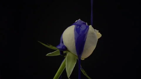 Close up of white rose on a black background in slow motion. Purple paint fallin Stock Footage 106316446
